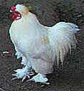 Uterine Fibroid Tumor ( Myoma ) Chicken