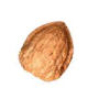 walnut for uterine fibroid tumor ( myoma )